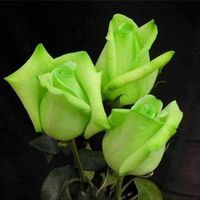 rose verdi