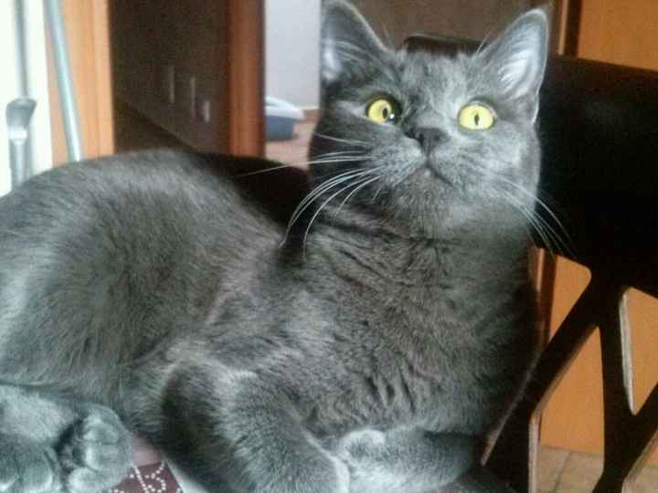 Too cute: i vostri amici animali - 1