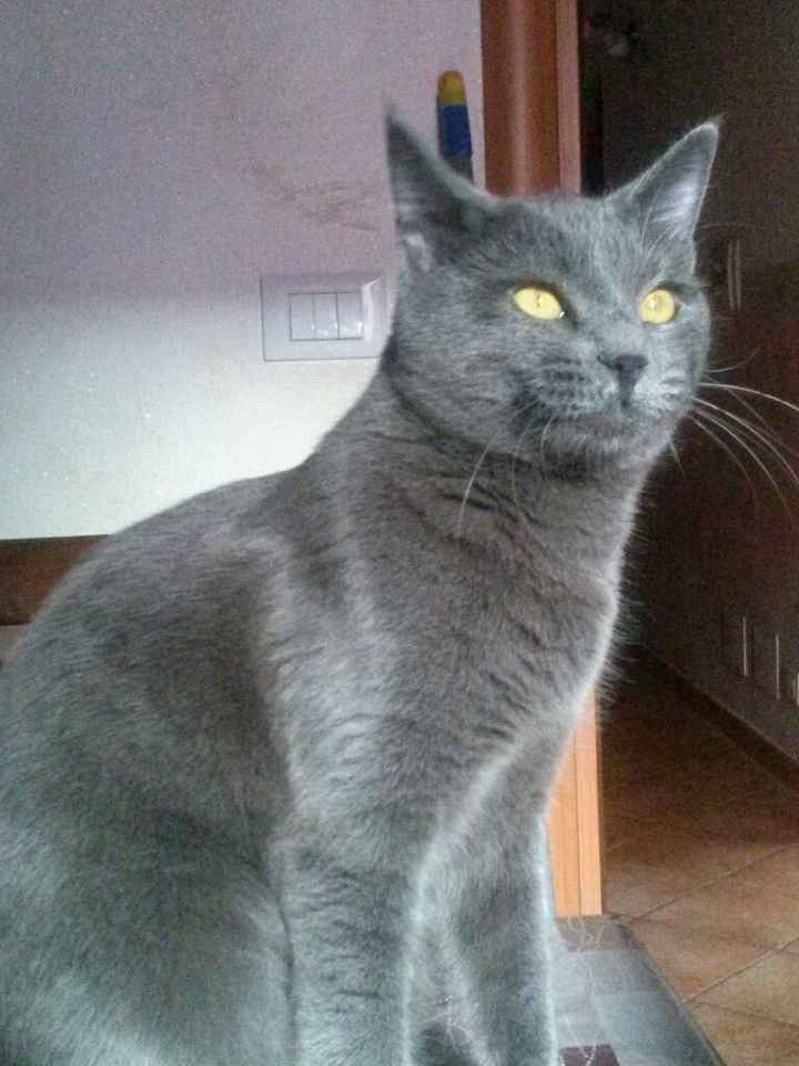 Too cute: i vostri amici animali - 1