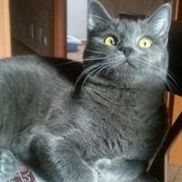 Too cute: i vostri amici animali - 1