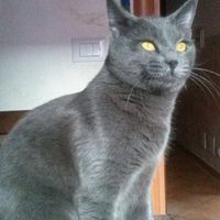 Too cute: i vostri amici animali - 1