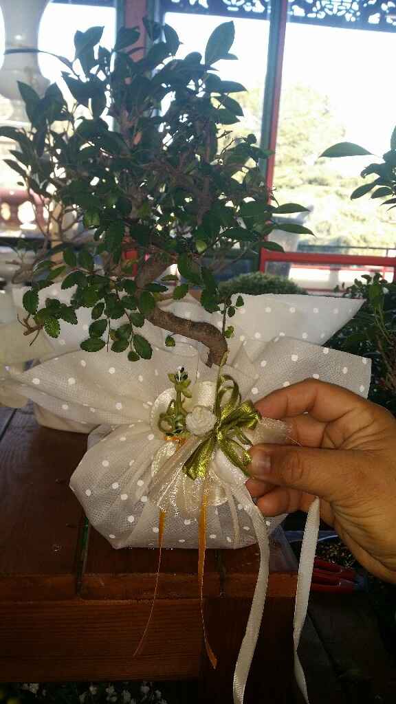 Le vostre foto delle bomboniere bonsai... - 1