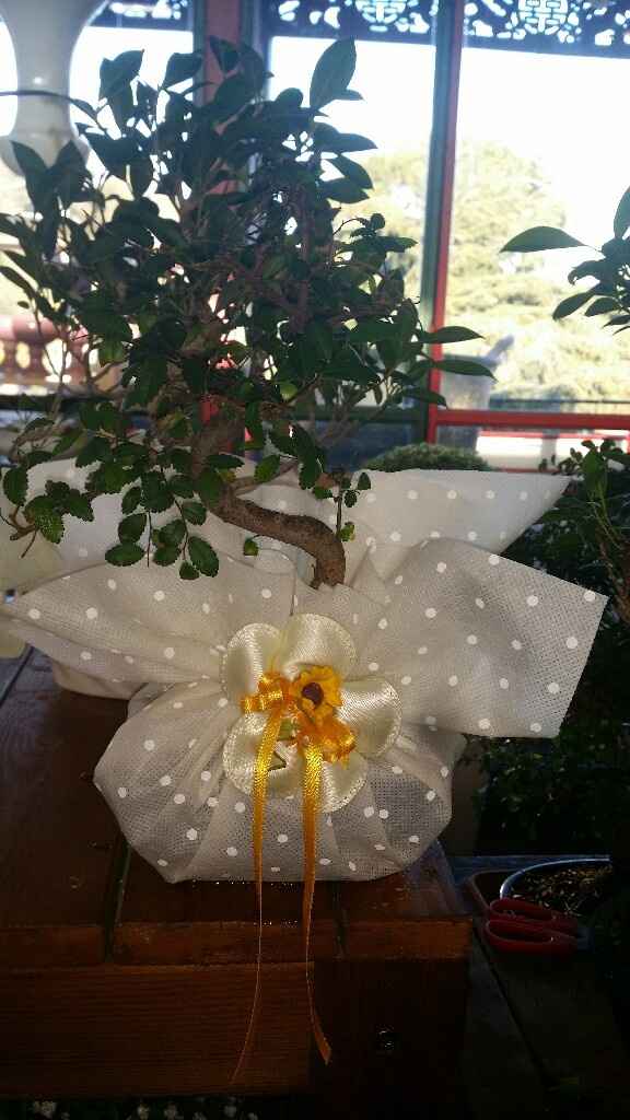 Le vostre foto delle bomboniere bonsai... - 1