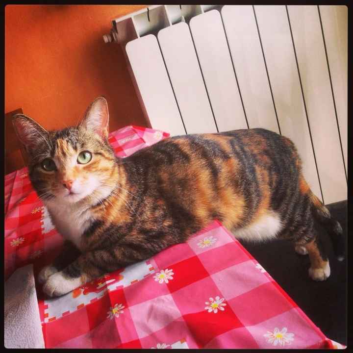 Le foto dei vostri animali - 1