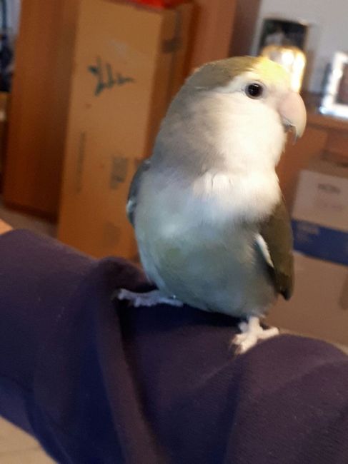 Convivenze pelose!🐶🐱🐹🐰 - 1