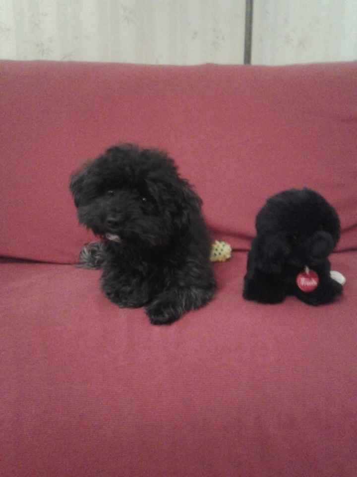 Il mio peluche 