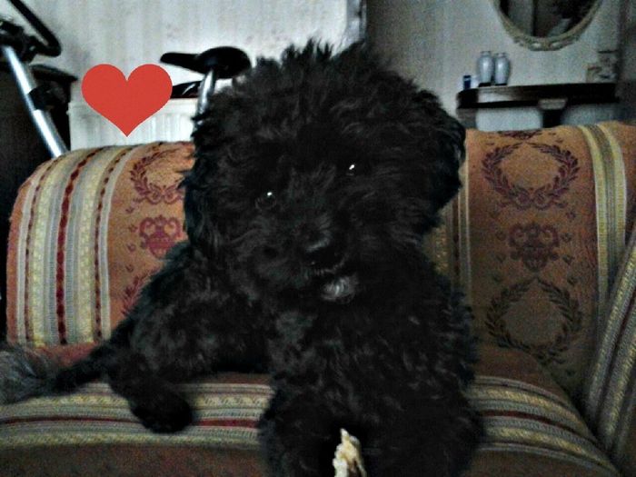 Giorno del matrimonio e cane - 1