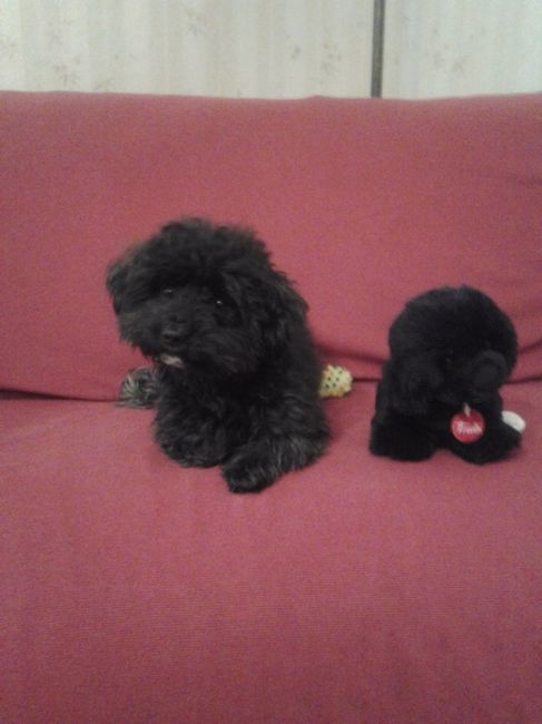 Il mio peluche 