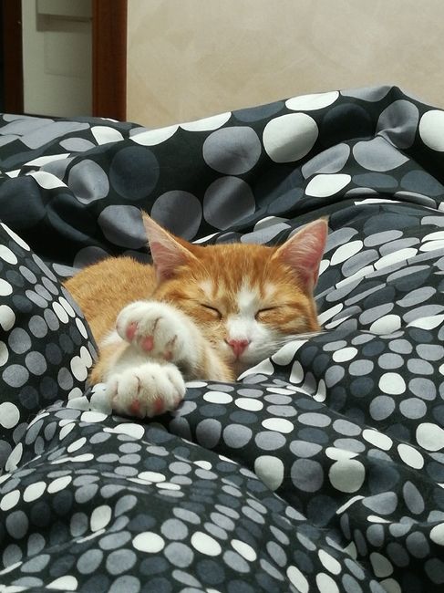  Tate per la nostra bimba pelosa 😍 - 1