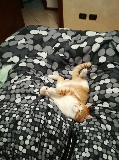 Vivere insieme ad...un animale domestico! - 1