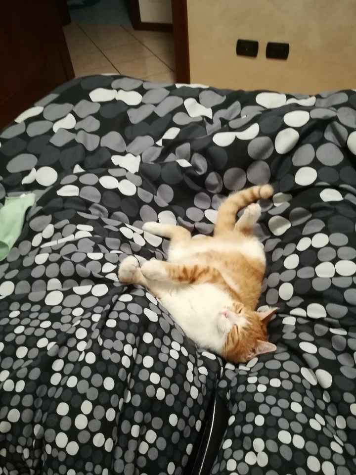 Vivere insieme ad...un animale domestico! - 1