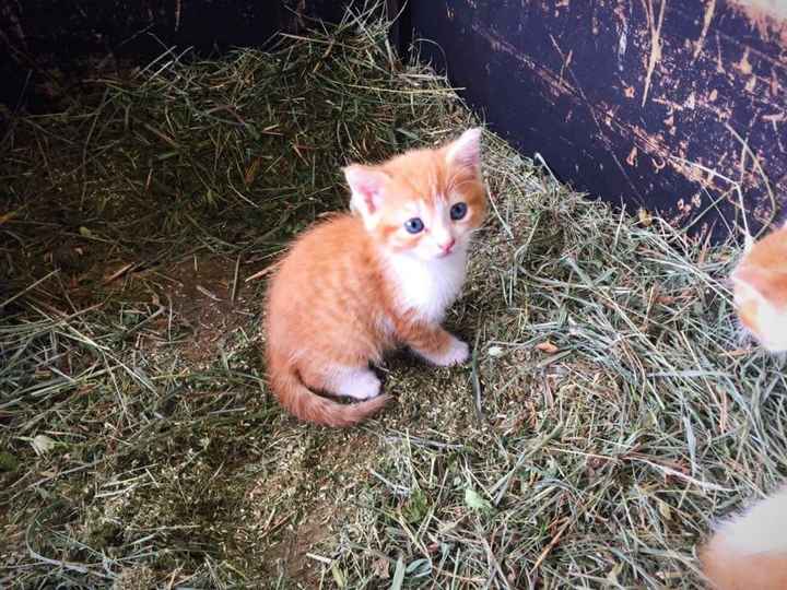 Vivere insieme ad...un animale domestico! - 2