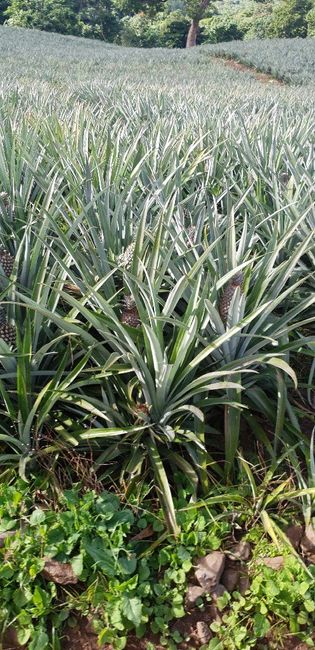 Polinesia Francesce - escursioni/cose da fare/vedere assolutamente! - 3