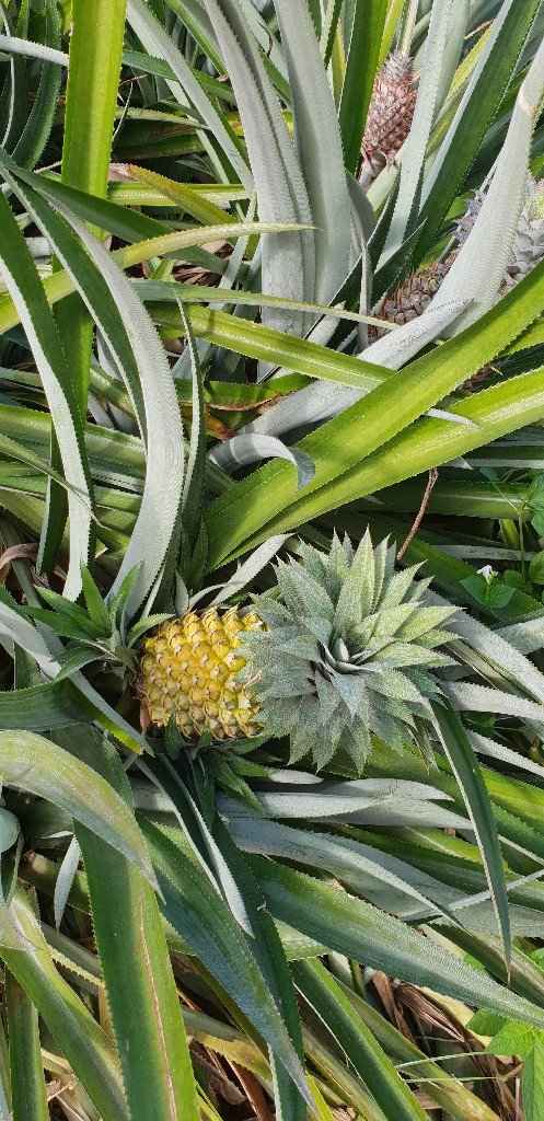 Polinesia Francesce - escursioni/cose da fare/vedere assolutamente! - 1