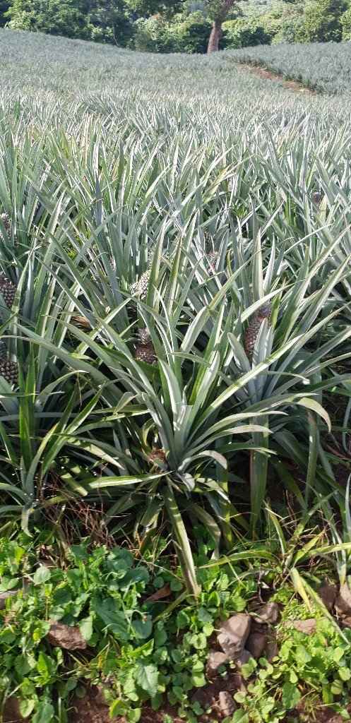 Polinesia Francesce - escursioni/cose da fare/vedere assolutamente! - 3