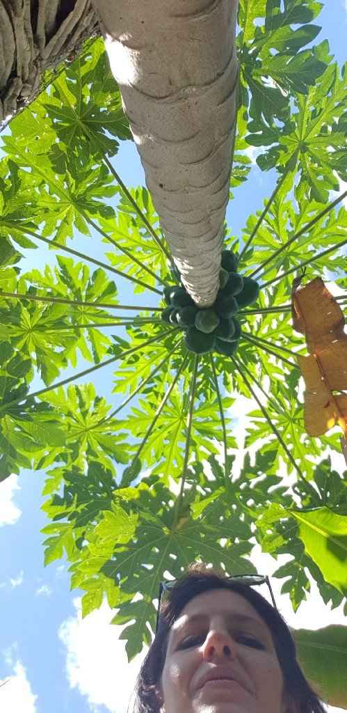 Polinesia Francesce - escursioni/cose da fare/vedere assolutamente! - 5