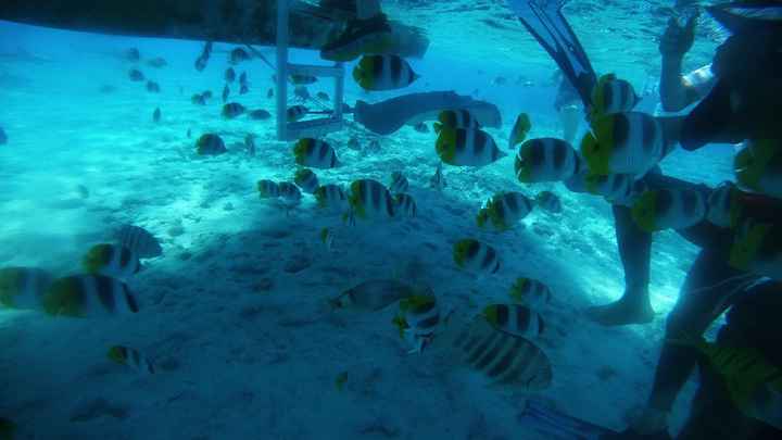 Polinesia Francesce - escursioni/cose da fare/vedere assolutamente! - 3