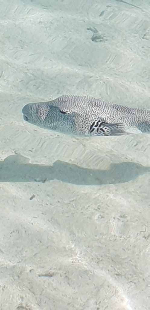 Polinesia Francesce - escursioni/cose da fare/vedere assolutamente! - 5