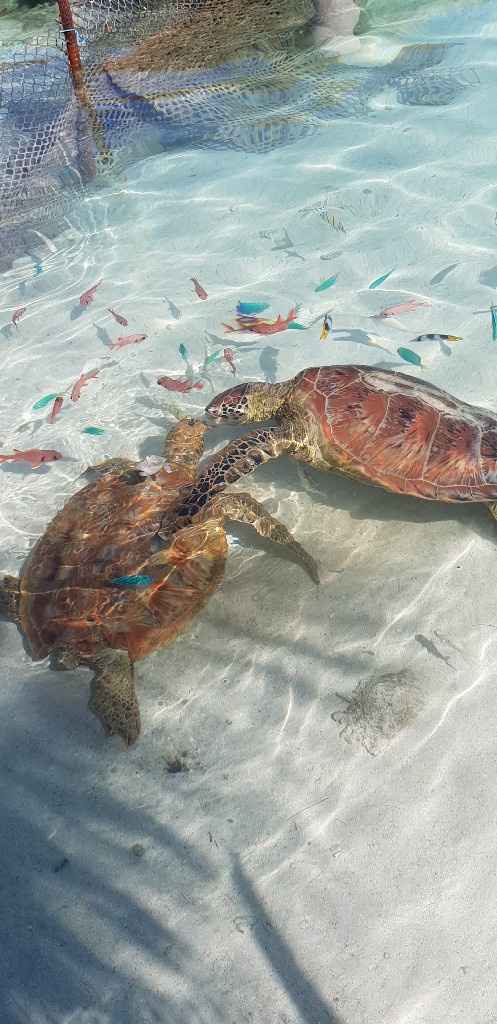 Polinesia Francesce - escursioni/cose da fare/vedere assolutamente! - 6