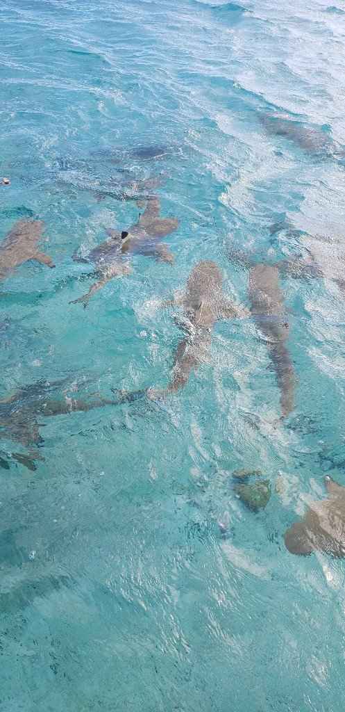 Polinesia Francesce - escursioni/cose da fare/vedere assolutamente! - 8