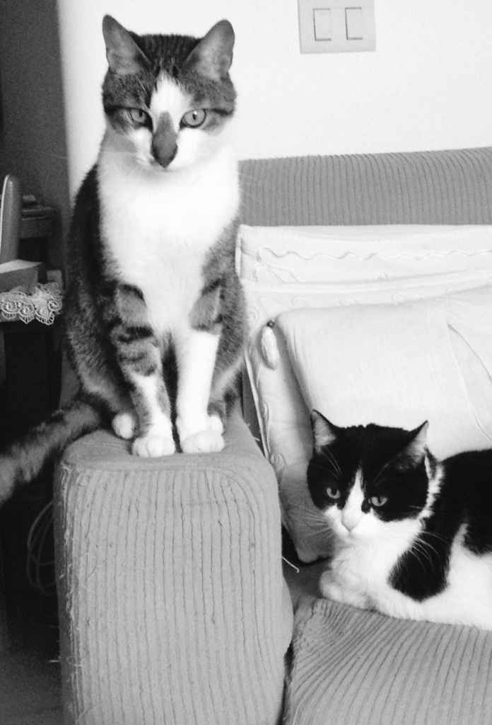 Too cute: i vostri amici animali - 1