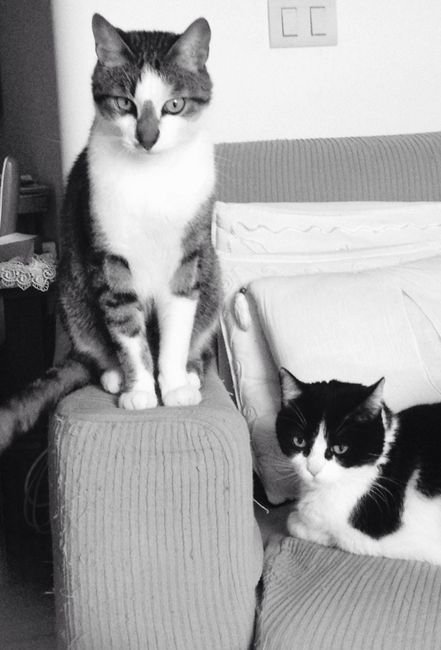 Too cute: i vostri amici animali - 1