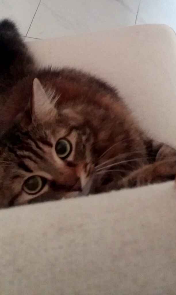 Prenderete un animale domestico? Quale? - 1