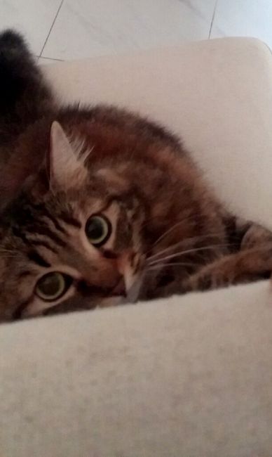 Prenderete un animale domestico? Quale? - 1