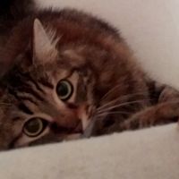 Prenderete un animale domestico? Quale? - 1