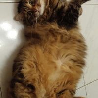 Siamo chico e cuba - 1