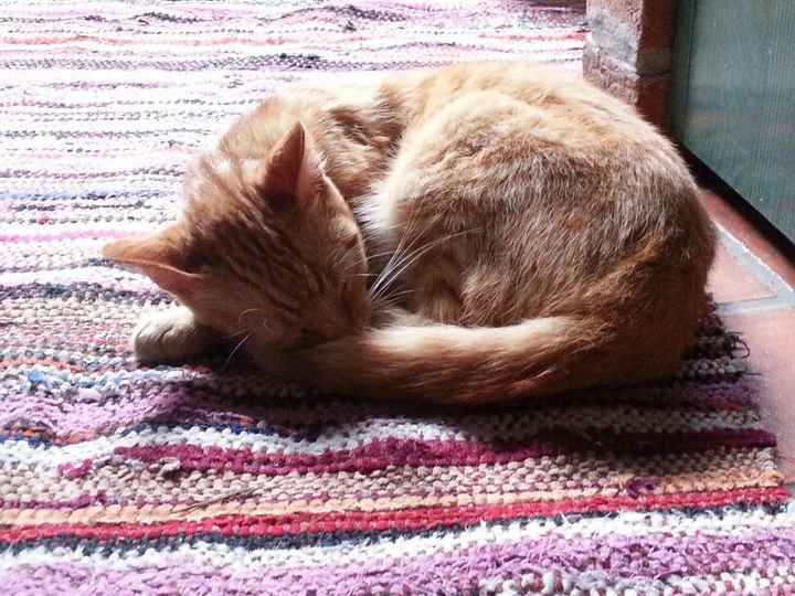 Il nostro tigrotto di casa