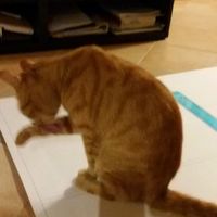 Un aiuto speciale - 1