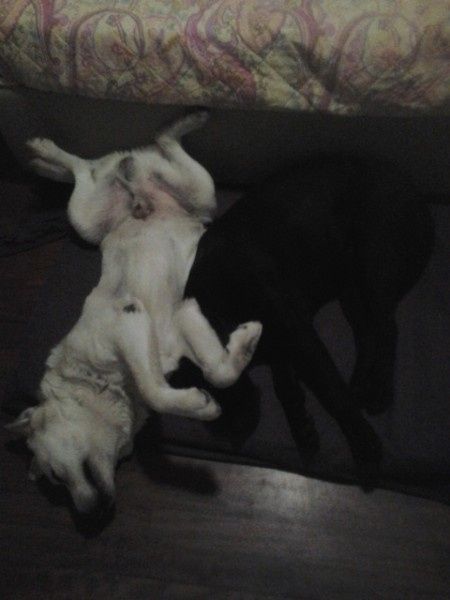 Cagnolina al nostro matrimonio - 1