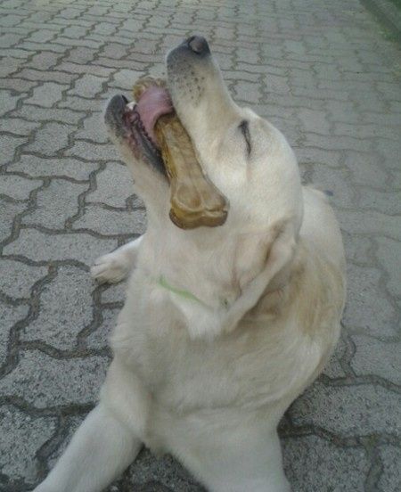 Chi vi accompagnerá all'altare?? - 2