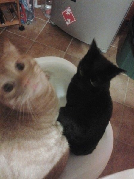 Oggi vi presento i nostri "mimmi" :) - 1