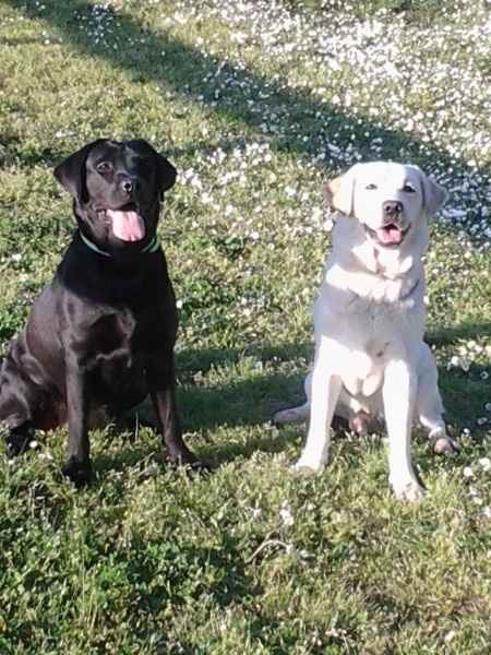 Animali al ricevimento, sono pure sempre parte della famiglia :) - 1