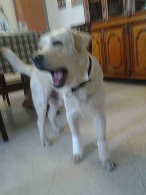 Cagnolone si - cagnolone no - 1