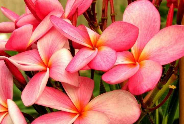 I vostri bouquet da sposa come li vorreste o li avete presi!? - 2