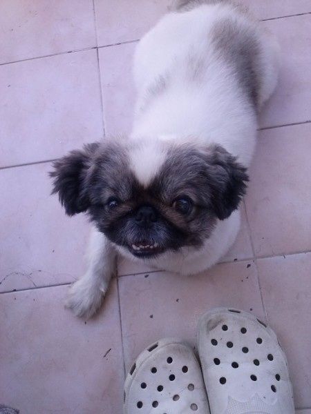 Oggi vi presento i nostri "mimmi" :) - 1