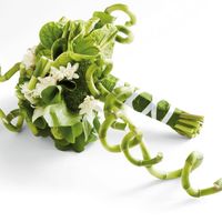 bambù bouquet