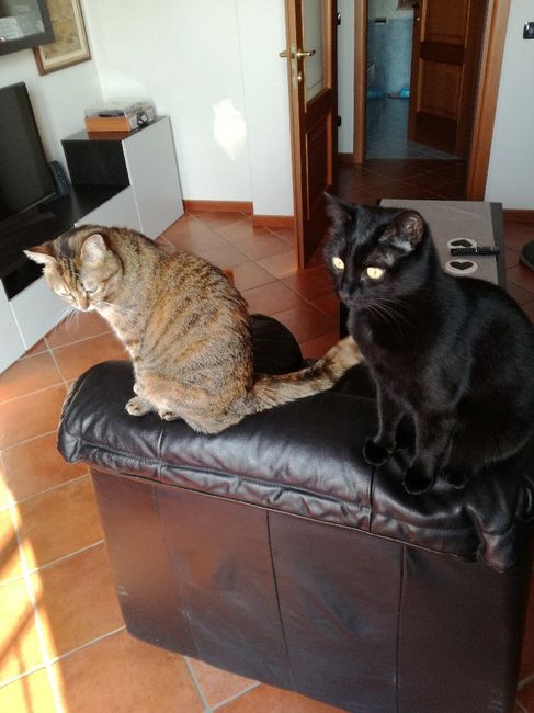 Fateci vedere il vostro nido d'amore! 🏡 - 1