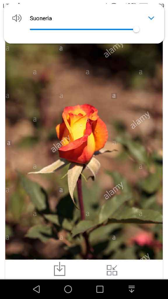 Quale fiore avete scelto? 🌷🌺 - 1