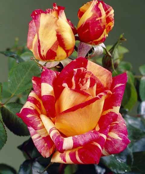 Quale fiore avete scelto? 🌷🌺 - 2