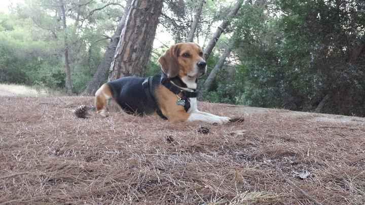 Se non ci fossero loro... - 1