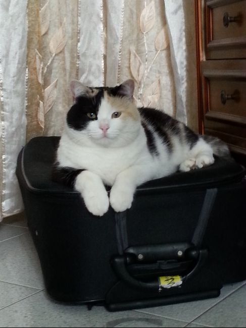 Too cute: i vostri amici animali - 4