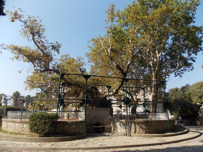 Platano di Ippocrate