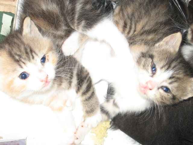 i 3 piccolini forse qui si vedono meglio