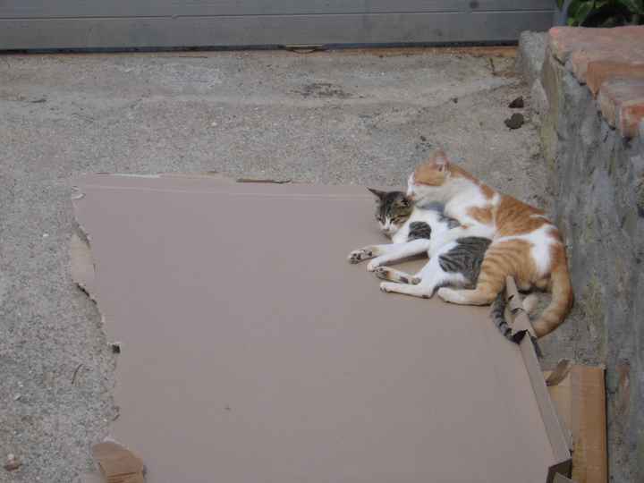 loro sono Pallino (gatto rosso) e l'altro Selvy