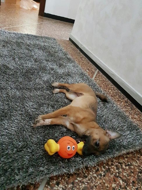 Tappeto nuovo <img class=