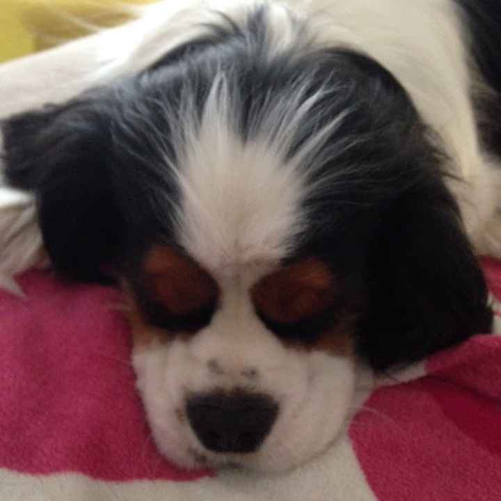 Chi di voi sposine ha dei cani ? - 1